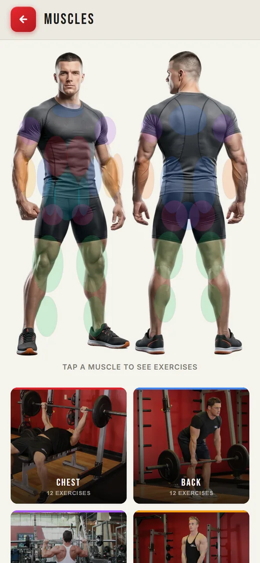 Muscle map — tap any muscle to see its exercises